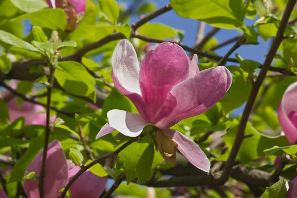 Blooming Spring Tree Magnolia Soulangeana Pink Flowers Close — Stock Photo, Image