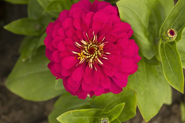 Крупним Планом Рожева Квітка Цинії Росте Садовому Ліжку — стокове фото