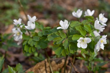 bahar beyaz menekşe (oxalis) ormanda yakın plan