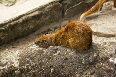 Firavun faresi hayvanat bahçesindeki bir kayanın üzerinde yatıyor.