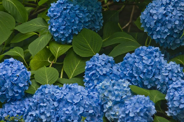 Kwitnący Krzak Hortensji Niebieski Hortensja Kwiat Zbliżenie — Zdjęcie stockowe