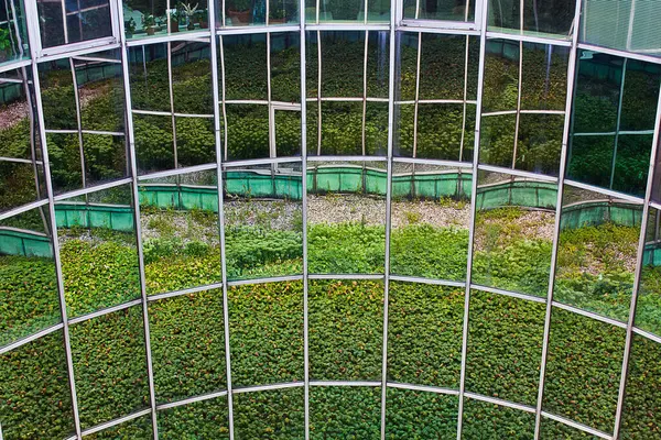 Zrcadlová Stěna Odrážející Trávu Květiny Rostoucí Zahradě — Stock fotografie