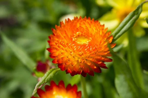 Orangefarbene Unsterbliche Blüten Helichrysum Arenarium Aus Nächster Nähe Orangefarbene Blumen — Stockfoto