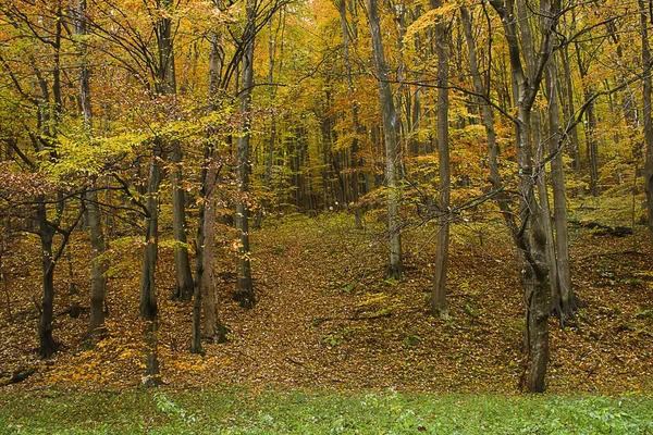 Осінній Пейзаж Золота Осінь Лісі — стокове фото