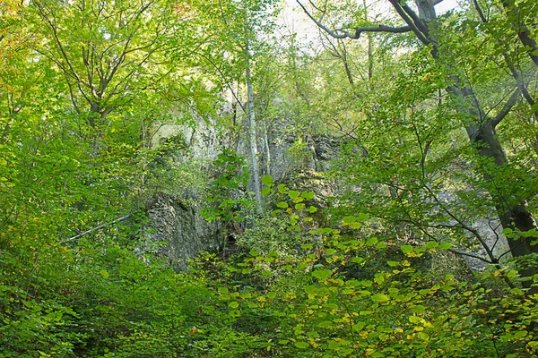 Nyári Táj Egy Szikla Erdőben Zöld Bozótban — Stock Fotó