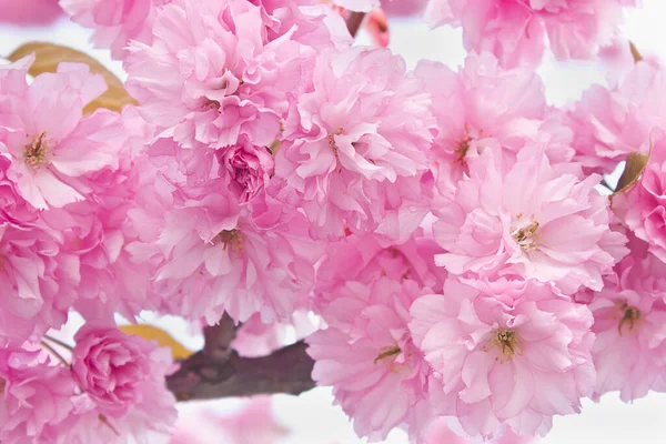 Rosa Sakura Erblüht Großaufnahme Einem Baum Ein Frühling Blühender Japanischer — Stockfoto