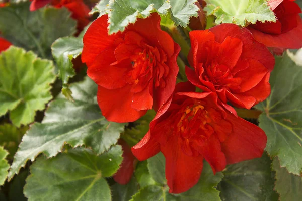 Begonia Rossa Fiori Primo Piano Aiuola — Foto Stock