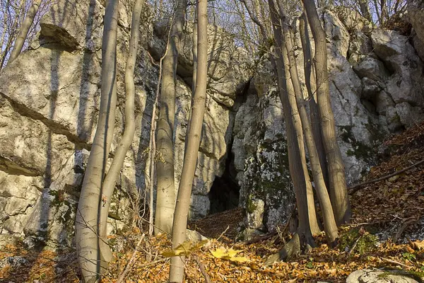 Una Roca Con Una Cueva Bosque Otoño —  Fotos de Stock