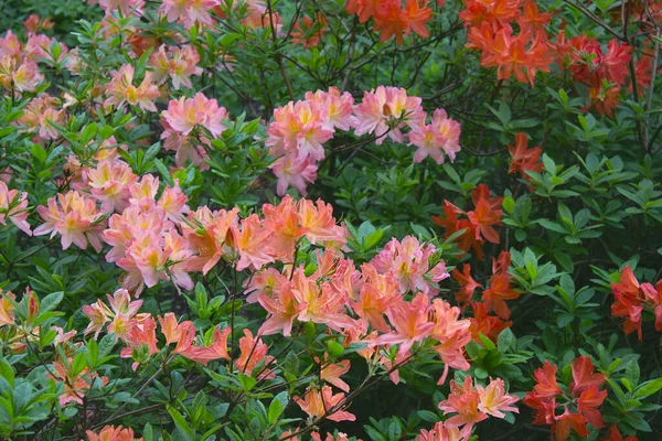 Θάμνοι Ροδόδενδρου Άνθιση Πορτοκαλί Και Ροζ Λουλούδια Στον Κήπο — Φωτογραφία Αρχείου
