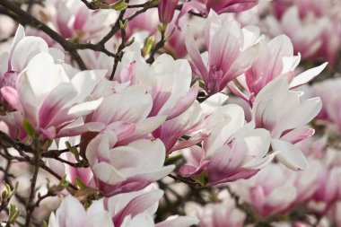 Sulanja manolyasının pembe çiçekleri ağaçta. Bir bahar çiçeği ağacı..