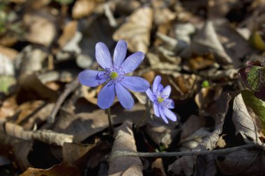 İlkbahar mavi çiçekleri Hepatica nobilis ormanda yakın plan