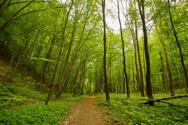 Bir orman manzarası. Yeşil yaprak döken ormanda bir yol