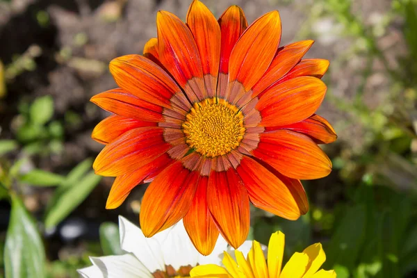 Orangefarbene Gazania Blume Nahaufnahme Gartenbeet — Stockfoto