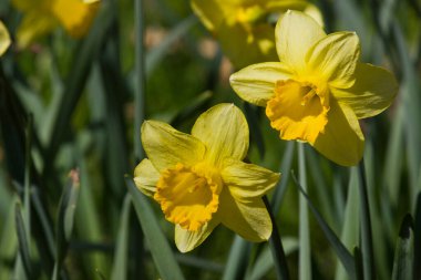 yellow daffodils close-up. Flowers in the garden among the grass.