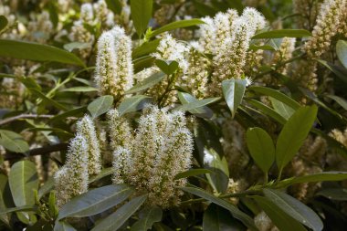 Prunus Laurocerasus 'un beyaz çiçekleri. Çiçekli bahar defne çalısı