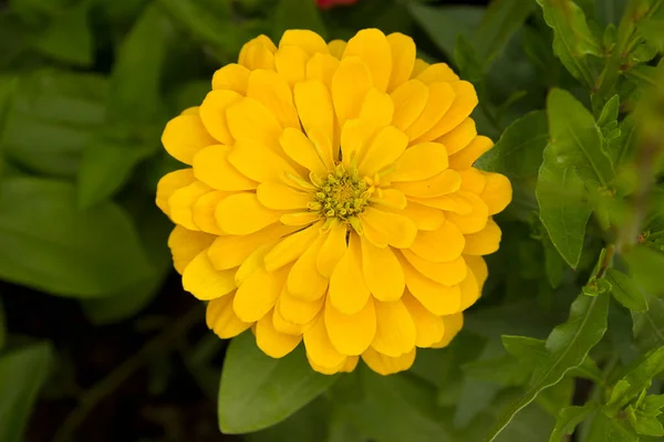 Крупним Планом Жовта Квітка Цинії Росте Садовому Ліжку — стокове фото