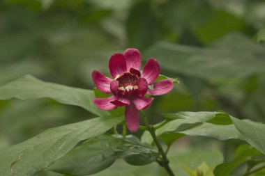 Burgundy çiçeği Calycanthus çalılığa yakın çekim 