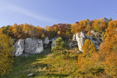 Sonbahar manzarası. Sonbahar ormanında bir kaya