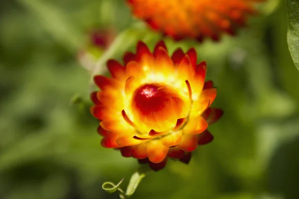 オレンジ色の不老不死の花Helichrysum Arenariumクローズアップ ベッドのオレンジの庭の花 — ストック写真