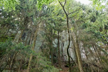 Bir ormanla kaplı resimli bir kaya manzarası
