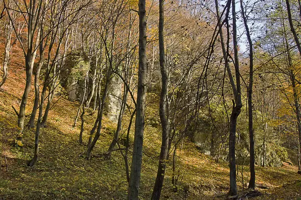 Autumn Landscape Rock Yellow Autumn Forest — 图库照片