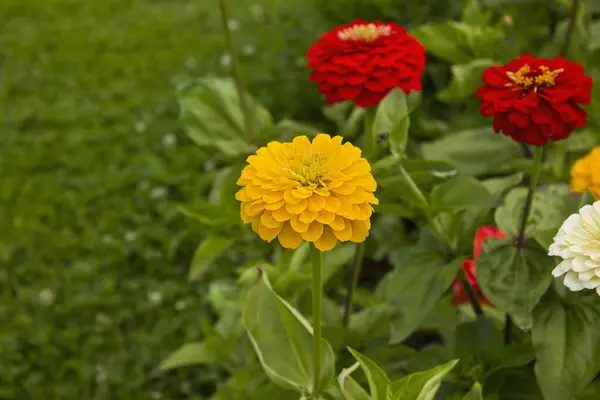 Жовті Білі Червоні Квіти Цинії Крупним Планом Ростуть Садовому Ліжку — стокове фото