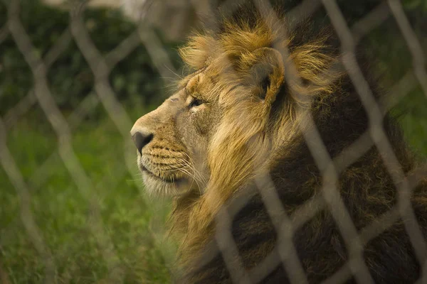 Κοντινό Πλάνο Λιονταριού Περίβολο Ζωολογικού Κήπου — Φωτογραφία Αρχείου