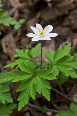 Bahar beyaz çiçekleri İlkbahar şakayıkları Ormanda yakın plan