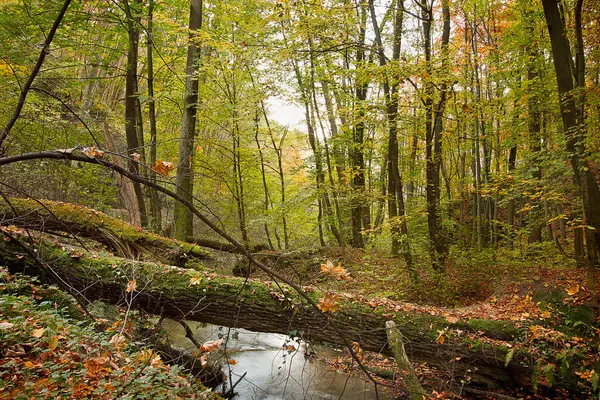 Autumn Landscape Small River Forest — Stockfoto