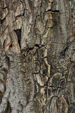 arkaplan ağaç kabuğu dokusu yakın plan