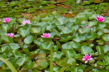 Gölde pembe bir nilüfer çiçeği.