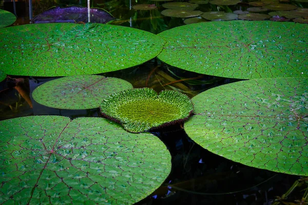 池のビクトリアレジア植物の葉 — ストック写真