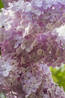 Çiçek açan pembe leylakların bahar çalısı.