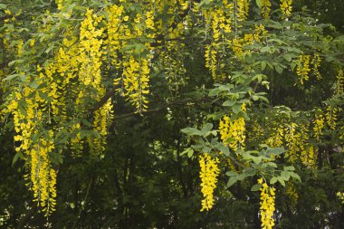 Sarı çiçek açan labrunum kümeleri yakın plan. Çiçekli bir bahar labrunum ağacı.