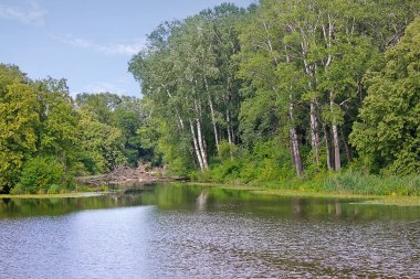 Ormanda gölü olan yaz manzarası.