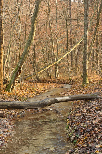 Золотая Осень Лесу Пейзаж Рекой Осеннем Лесу — стоковое фото