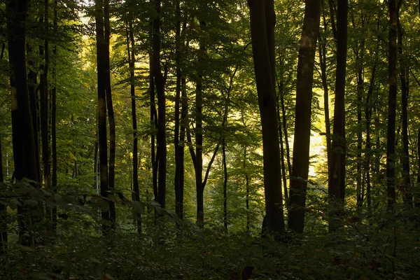 Autumn forest with yellowed trees and fallen leaves