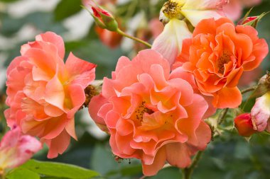 Turuncu gül yakın çekim bahçede bir çalı