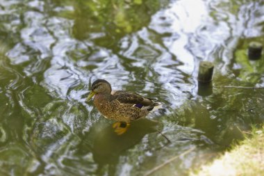 Göldeki ördeğin yakın çekimi.