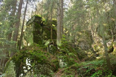 Resimli uçurumlarla dolu bir orman manzarası. Polonya 'nın Doğası