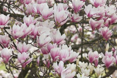 Sulanja manolyasının pembe çiçekleri ağaçta. Bir bahar çiçeği ağacı..