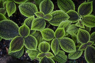 Yakın planda yeşil yapraklı doğal bitki örtüsü..