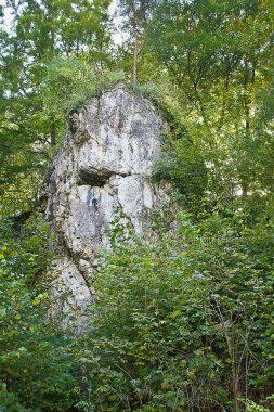Yaz manzarası. Ormanda, yeşil çalılıkların arasında bir kaya..