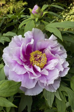 Bahçede açan pembe şakayık ağacı çiçeği.