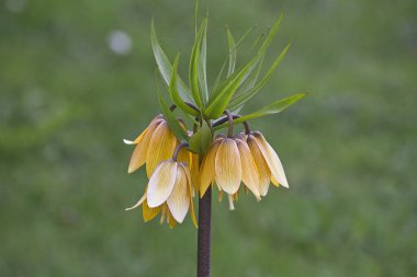 Portakal çiçeği Fritillaria emperyali bir bahçe yatağında yeşil çimen arka planına yakın plan