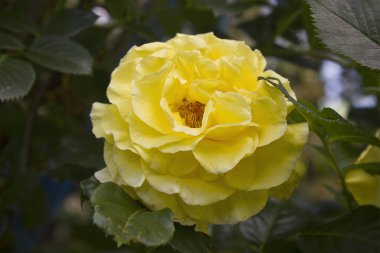 Bahçedeki çalılara yakın sarı bir gül.