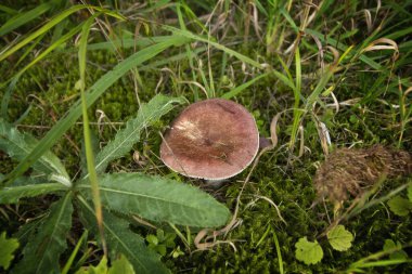 Ormanda büyüyen bir mantarın yakın çekimi.