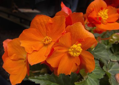 Kırmızı begonya çiçekleri. Begonyalarla çiçekli yatak