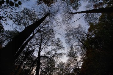 Akşam gökyüzüne karşı bir ağaç silueti. Ormanda akşam
