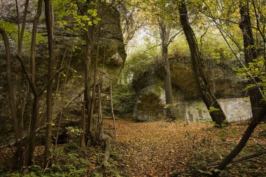 Sarı ağaçlar ve düşen yapraklarla sonbahar ormanı. Sonbahar ormanında kayalar